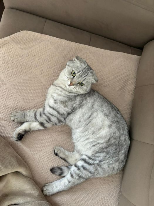 Кошка шотландский