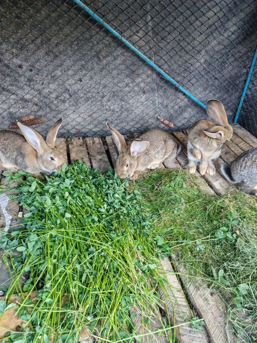 Iepure uriaș german