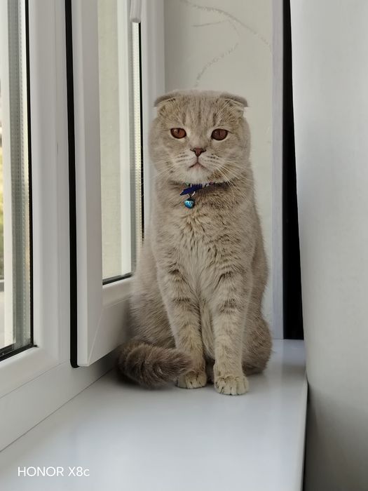 Scottish Fold O'g'il bola