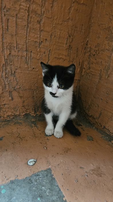 Котенок ласковый ручной