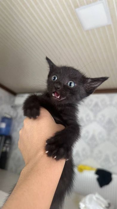 Котята даром в добрые руки