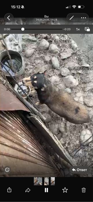 Отдам в добрые руки