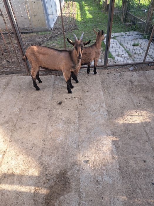 Iezi de vanzare din capre bune de lapte  (alpune franceze)