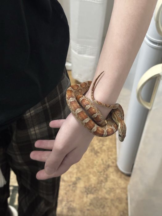 Домашняя змея. Полоз