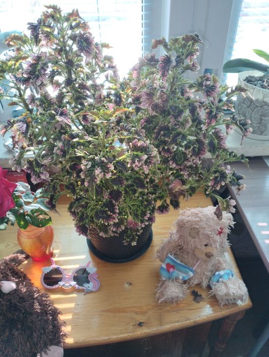 Комнатные цветы продам