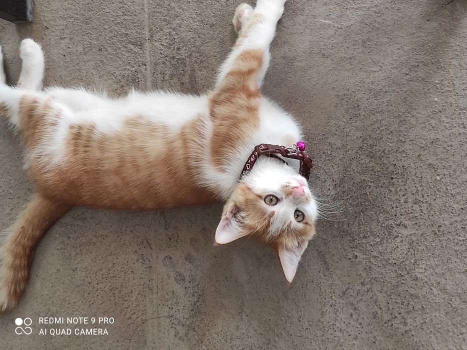 Котята очень красивые,