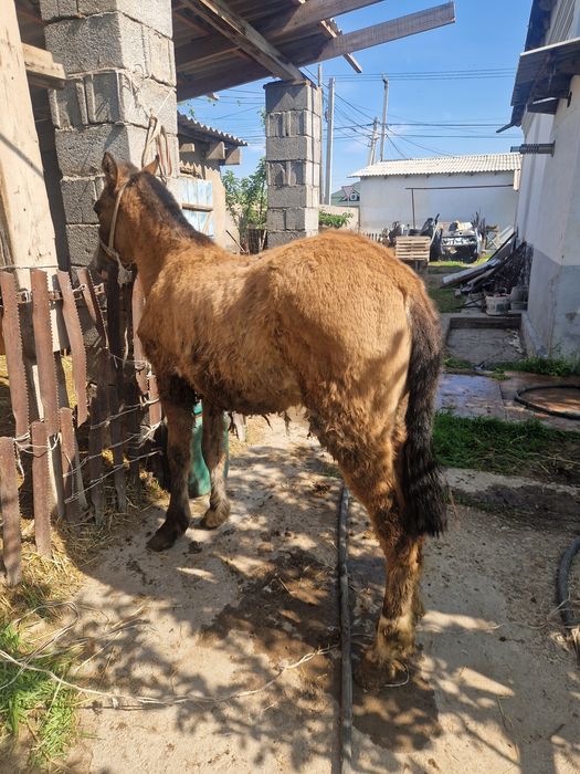 Тай сатылады ургашы