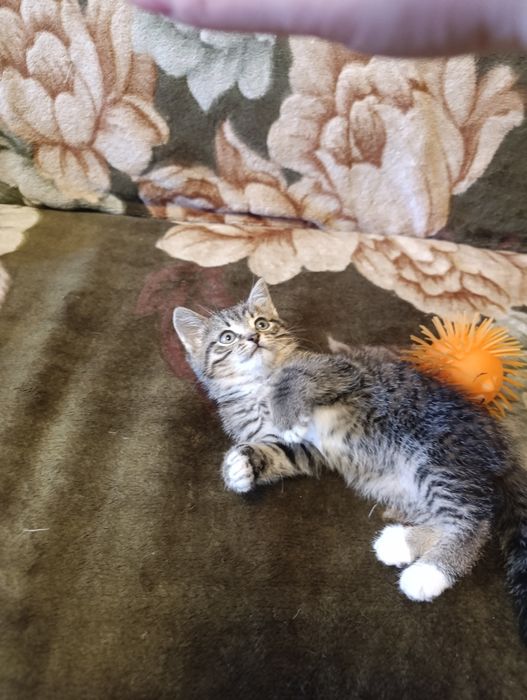 Котик ищет любящую семью