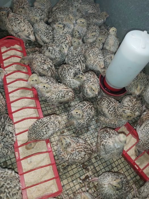 Pui prepelita si prepelițe outoare Jumbo Gold, Polara, Japoneza,Tuxedo