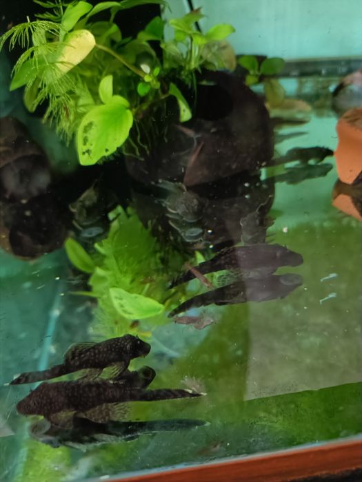 Сомики анциструсы 5 см. Самцы.