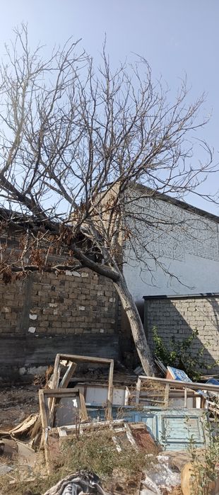 Ёнгок дарахти сотилади