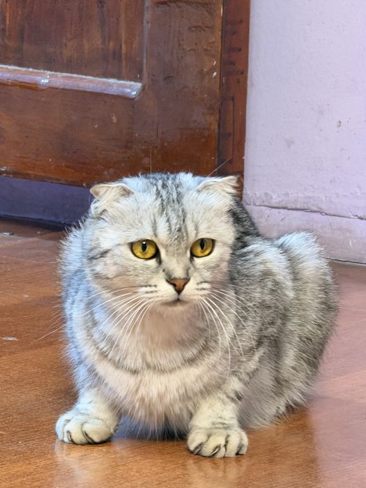 Кошка шотландская