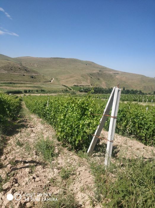 Bog' sotiladi 13 Gektar  tayor