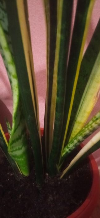 Сансевиера , меч