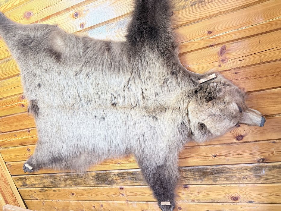 Натуралный медведь