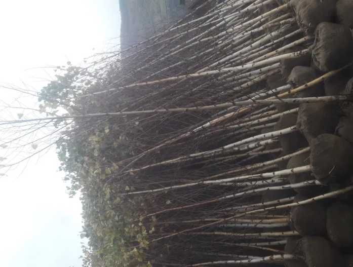 Mesteacăn și Tei pentru Amenajări Peisagistice