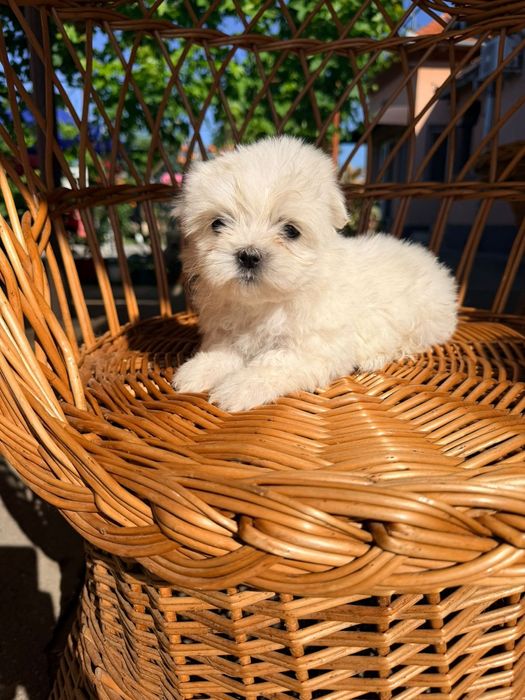 Bichon maltez Miny Toi