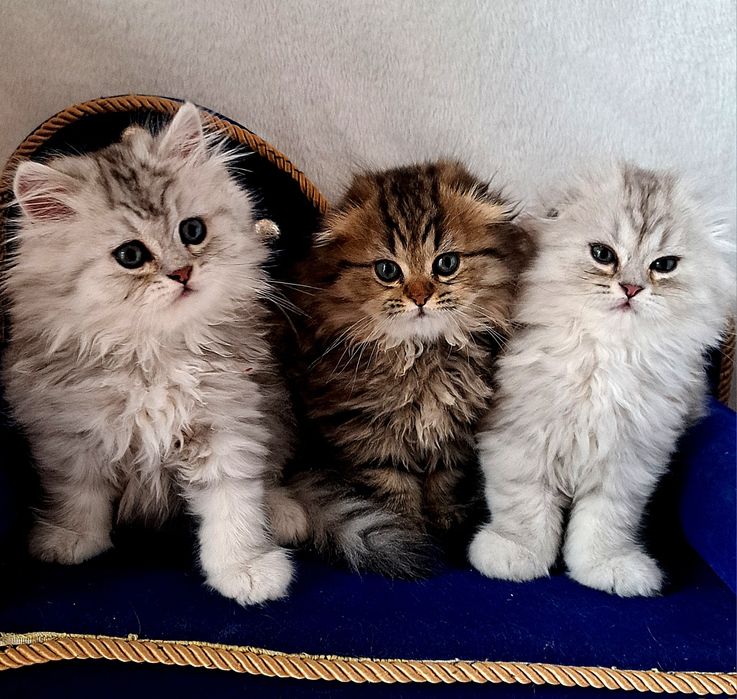 Шотландские котята