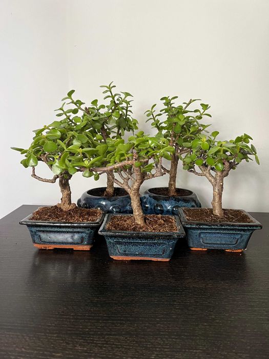 Portulacaria Afra bonsai