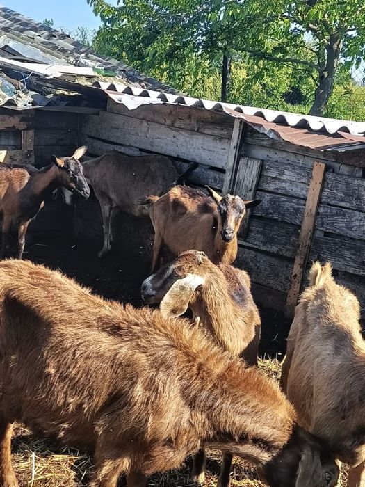 Vând capre ,anglo nubiene și două alpine , metisuri