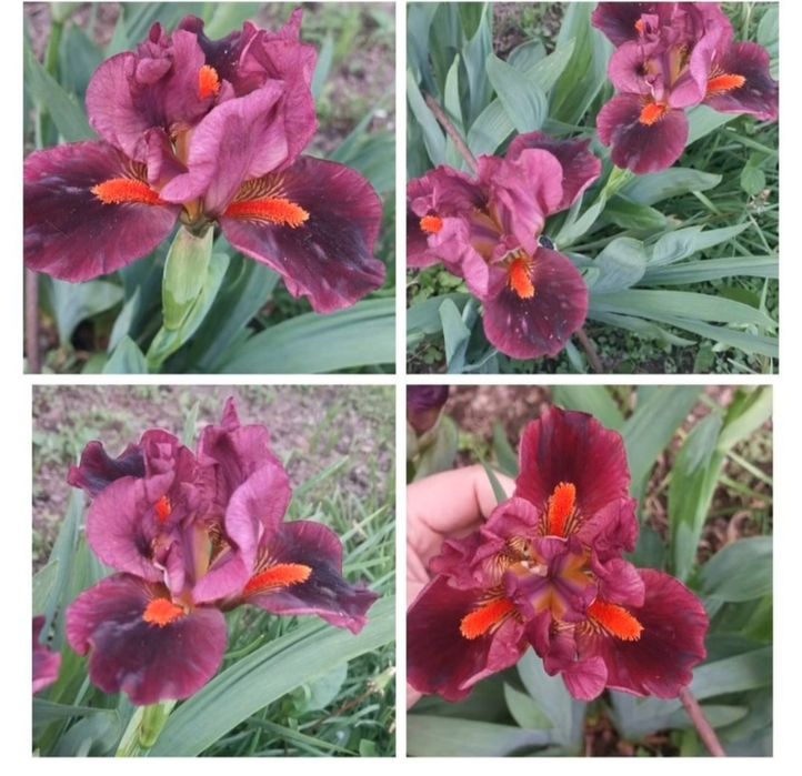 Карликовые ирисы