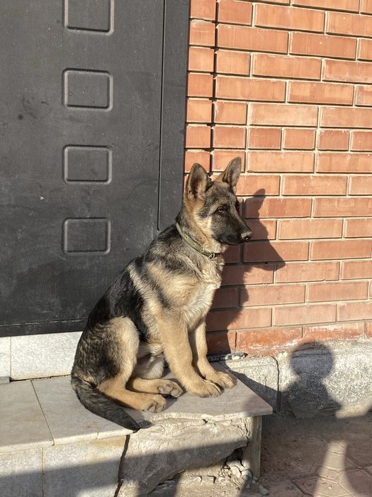 Продам овчарку щенков