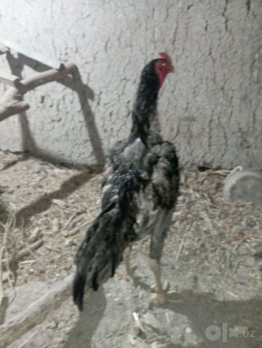 Dakan horoz va dakan tovuqlar sotiladi