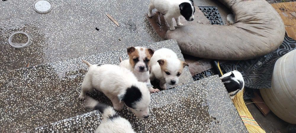 Джак Ръсел бебе на 2мес