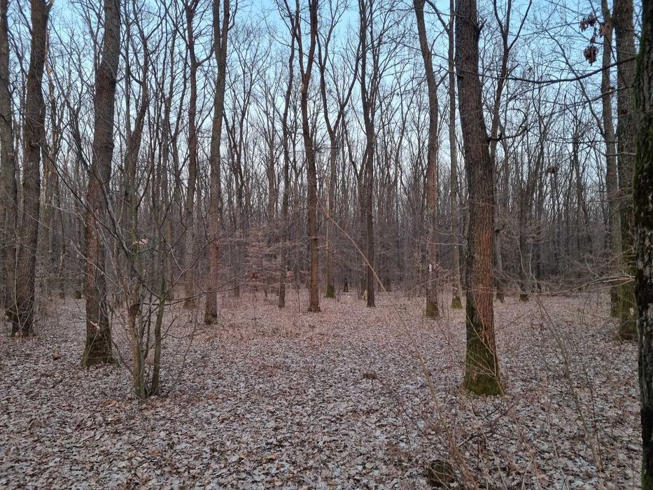 Teren cu padure Noroieni