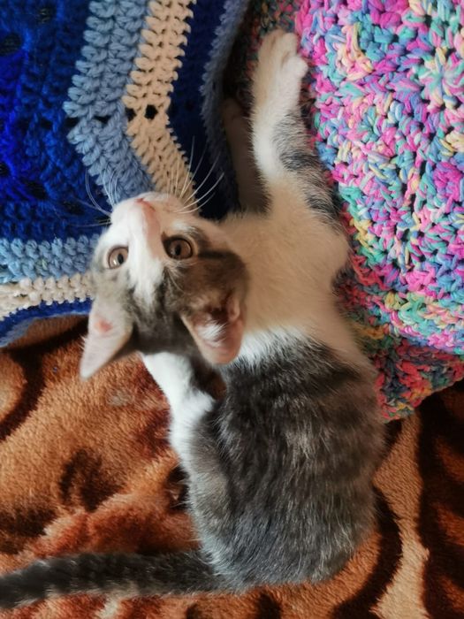 Отдам котенка в хорошие руки