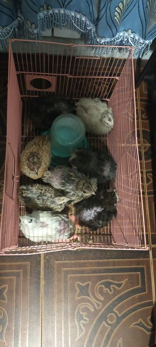 Продам переплёлов 8 штук несутся