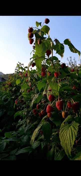 Drajoni de zmeură Delniwa Cayuga Polka Glen ample