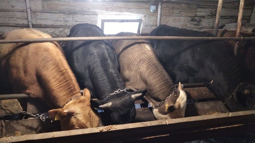 Продам крупно рогатый скот