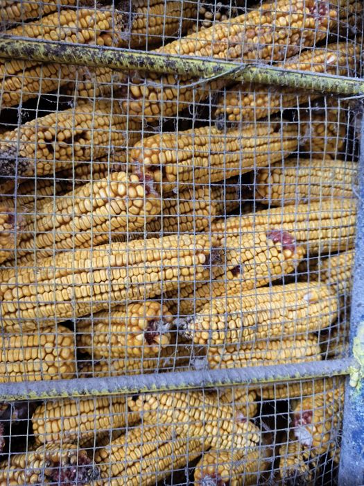 Porumb știulete 2025 producție proprie