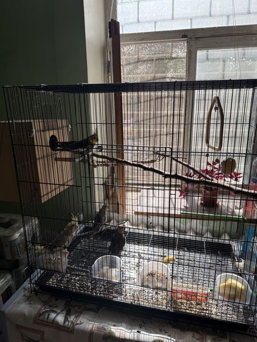 Продоются попугаи Карелла