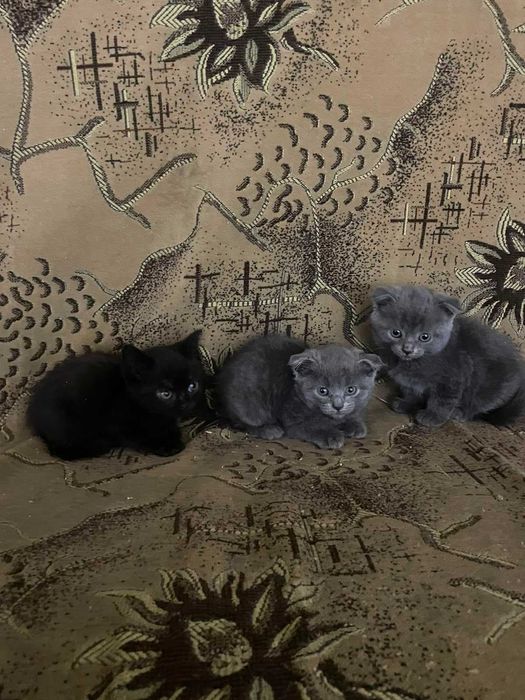 Продам Котят Британских