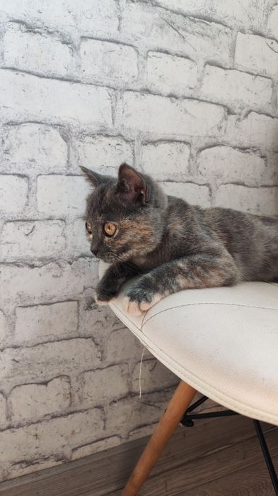 Кошечка без вредных привычек