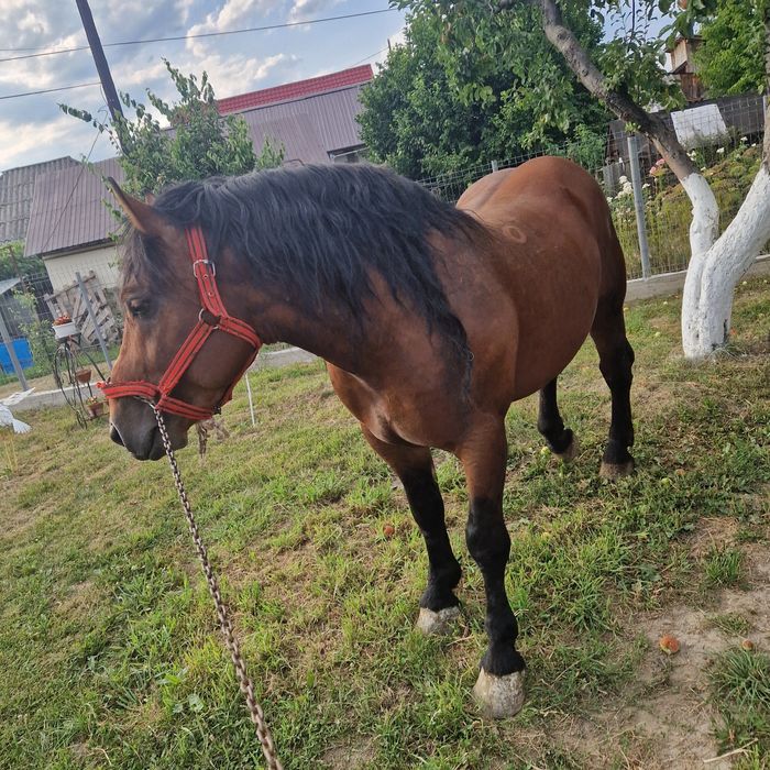 Armăsar Ardenez 

Vând a