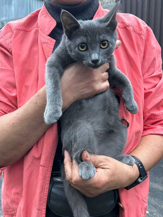 Кот в добрые руки