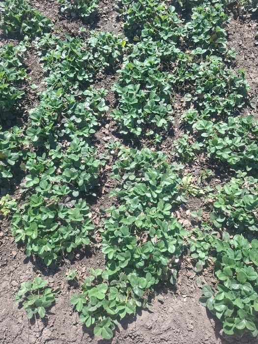 Клубника  многоразовая