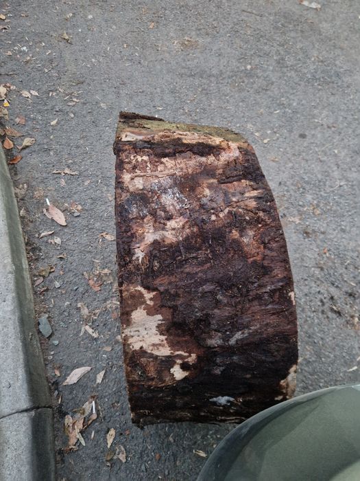 Слэб тополя большой