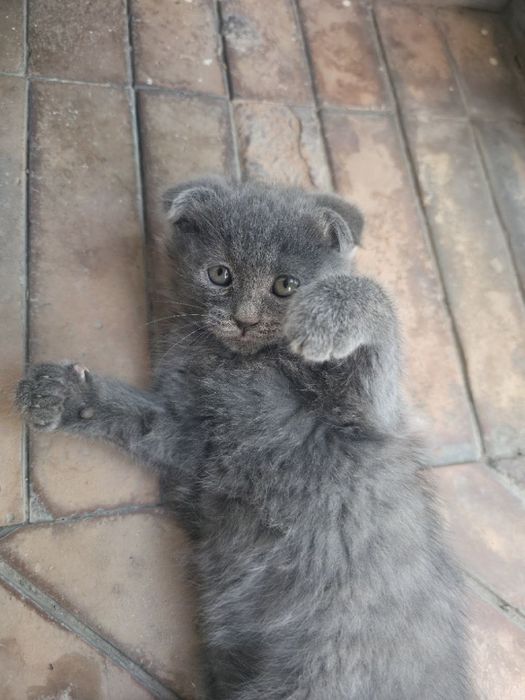Котенок веслоухий скотиш фолд