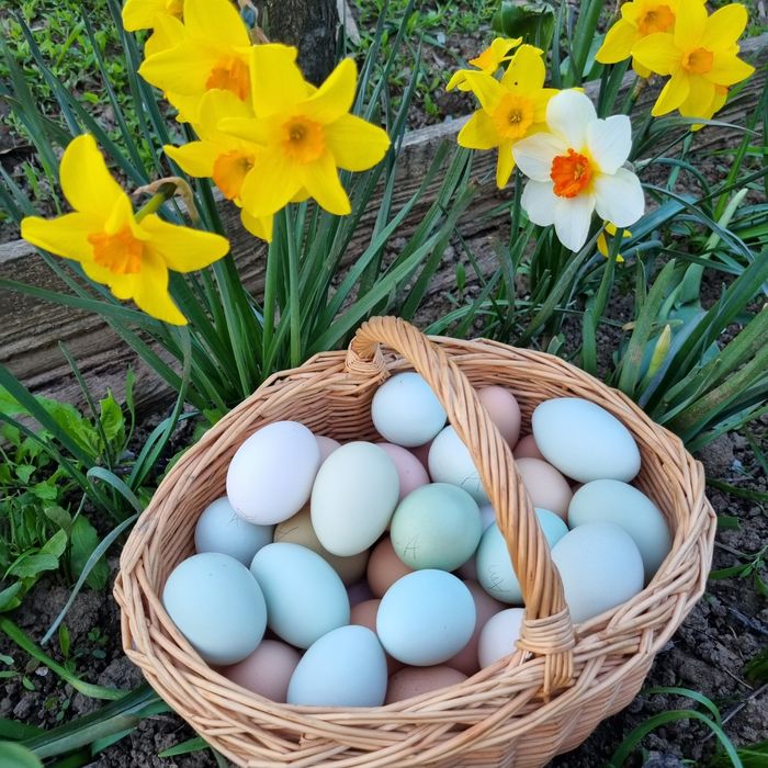 Oua albastre și verzi   araucana