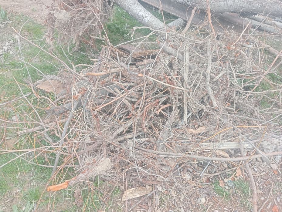 Отын бар!.Жемис агаштары