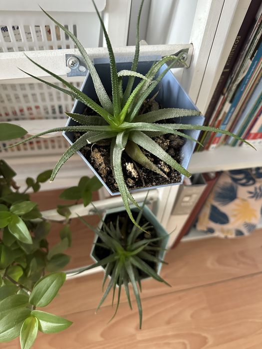 Комнатные цветы укоренившиеся