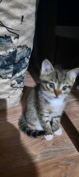 Отдам котят в хорошие руки