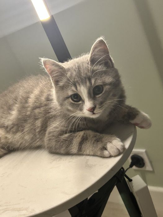 Отдам котенка в добрые руки