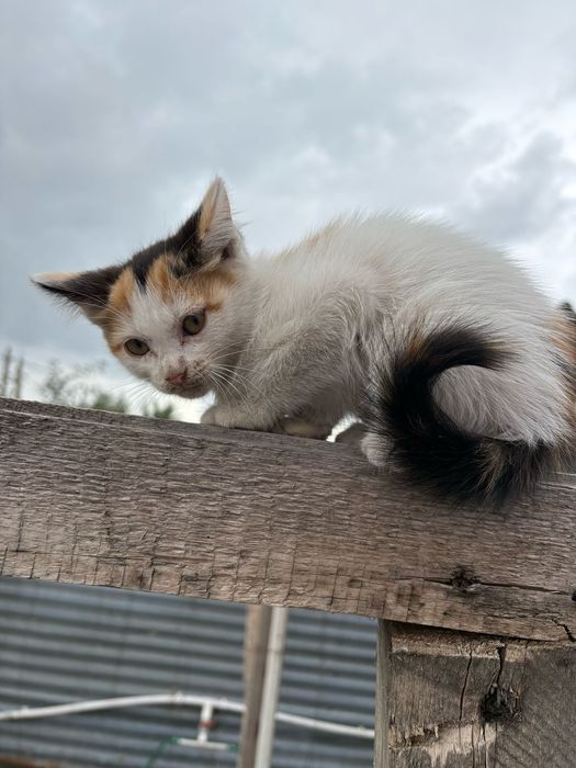 Отдам в добрые руки