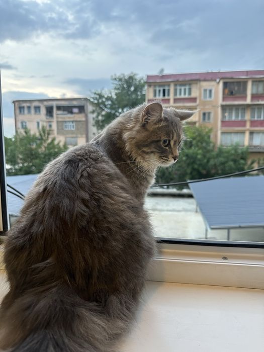 Ищем кошку для вязки