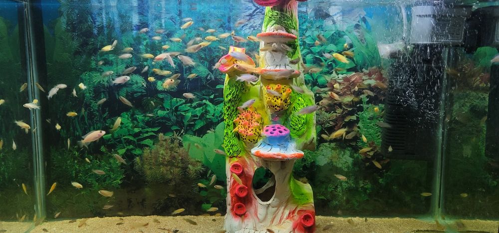 Аквариум баликлари